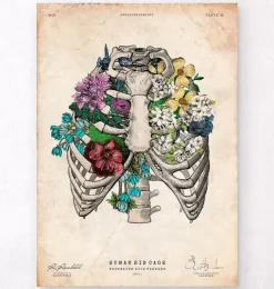 Affiche cage thoracique - Couleur-Codex Anatomicus Online