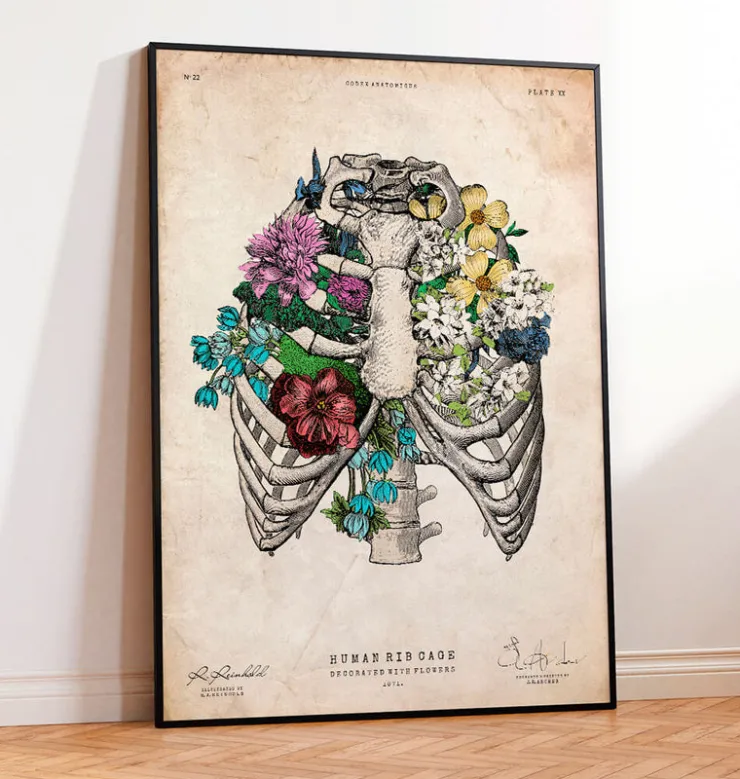 Affiche cage thoracique - Couleur-Codex Anatomicus Online