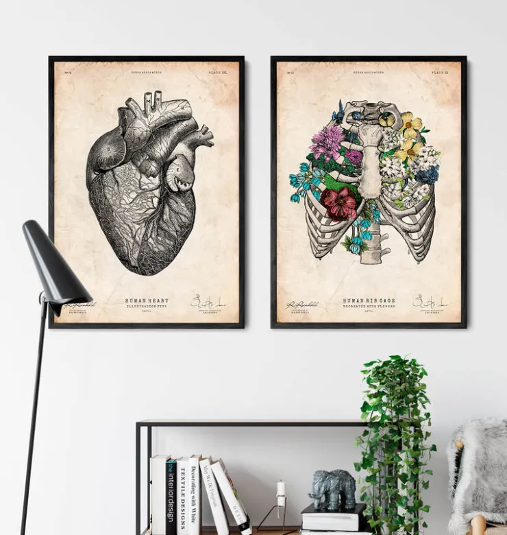 Affiche cage thoracique - Couleur-Codex Anatomicus Online