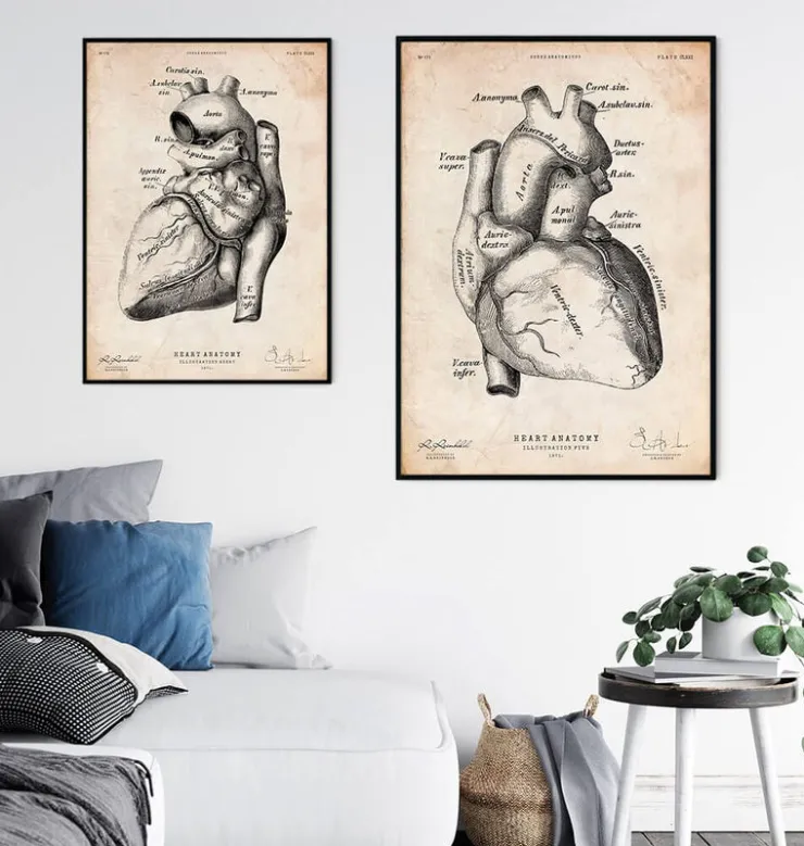 Affiche d'anatomie cardiaque II-Codex Anatomicus