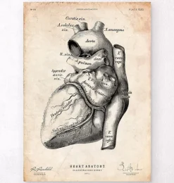 Affiche d'anatomie cardiaque-Codex Anatomicus Discount