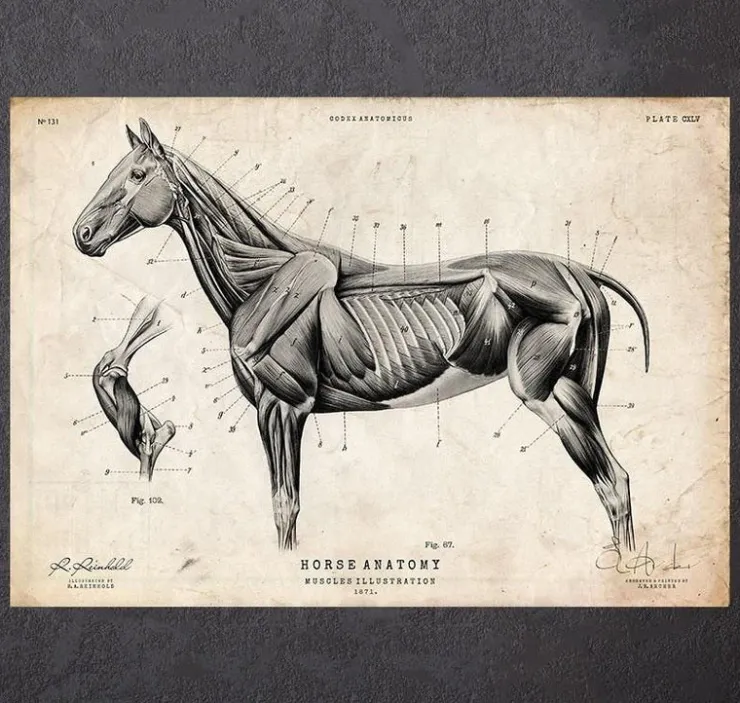 Affiche d'anatomie de cheval III-Codex Anatomicus Outlet