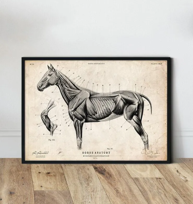 Affiche d'anatomie de cheval III-Codex Anatomicus Outlet