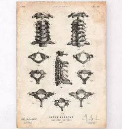 Affiche d'anatomie de la colonne vertébrale-Codex Anatomicus Outlet