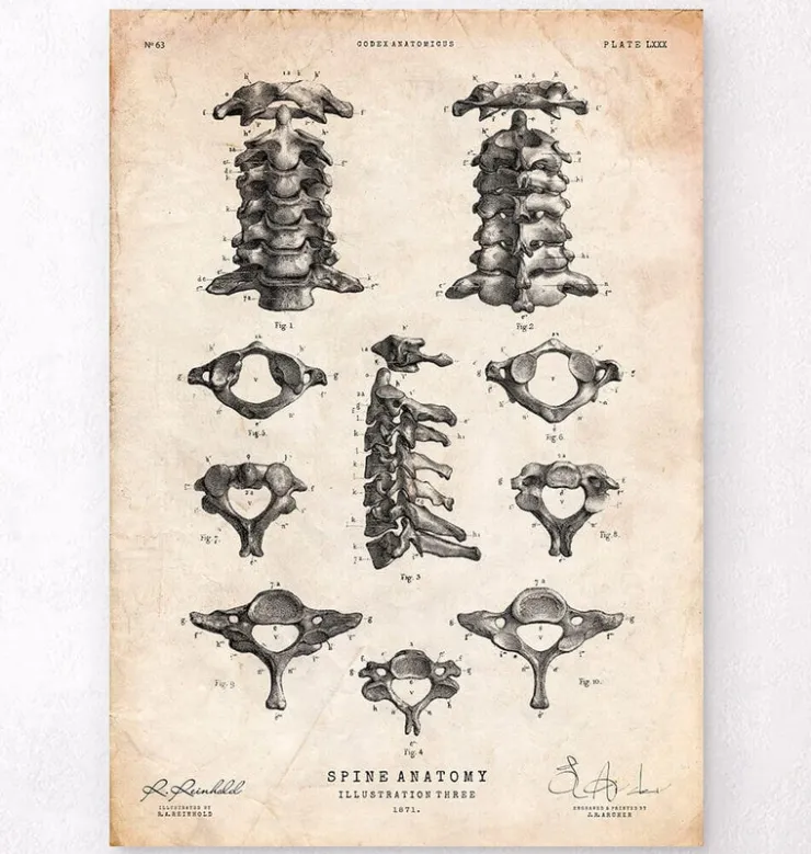 Affiche d'anatomie de la colonne vertébrale-Codex Anatomicus Outlet
