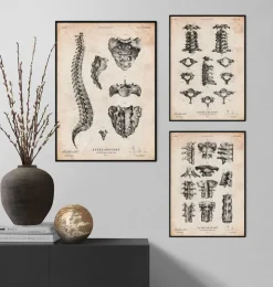 Affiche d'anatomie de la colonne vertébrale-Codex Anatomicus Outlet