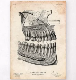 Affiche d'anatomie dentaire-Codex Anatomicus Online