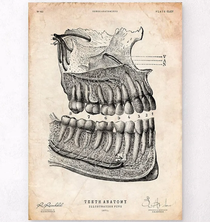 Affiche d'anatomie dentaire-Codex Anatomicus Online