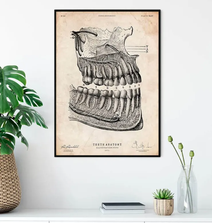 Affiche d'anatomie dentaire-Codex Anatomicus Online