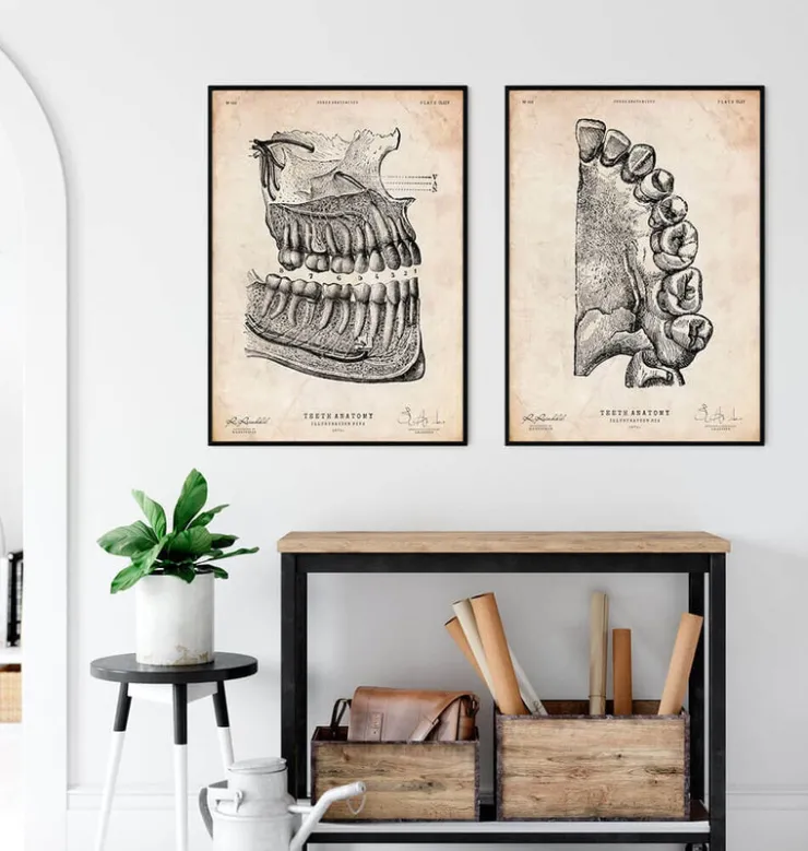 Affiche d'anatomie dentaire-Codex Anatomicus Online