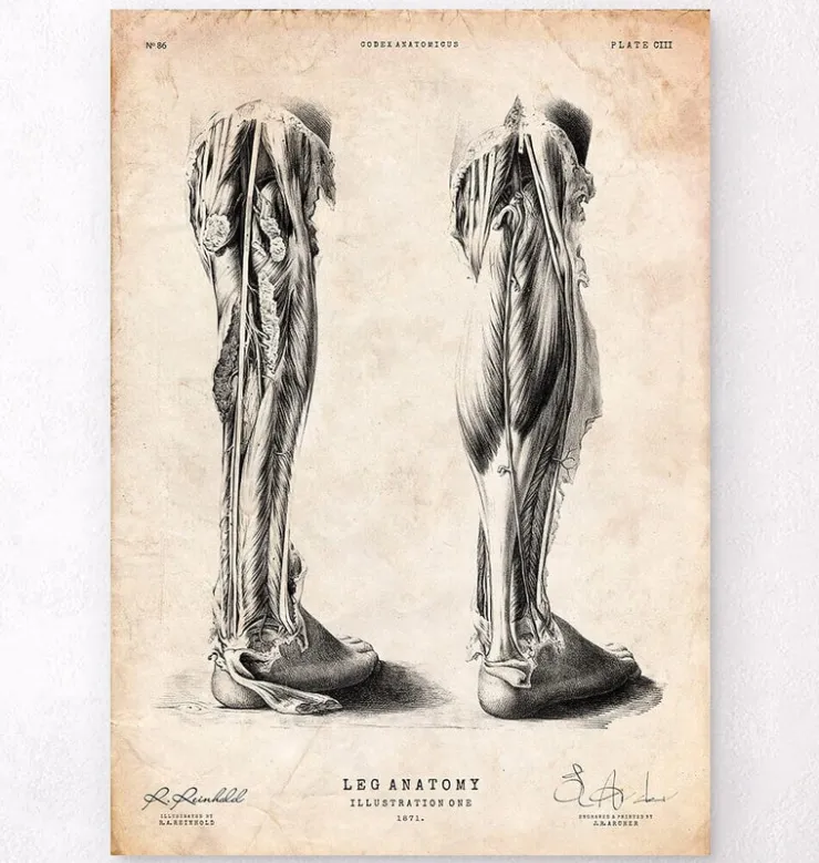 Affiche d'anatomie des jambes-Codex Anatomicus Discount