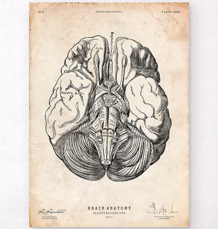 Affiche d'anatomie des parties du cerveau III-Codex Anatomicus New