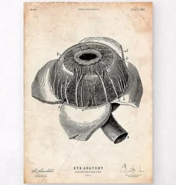 Affiche d'anatomie des yeux-Codex Anatomicus Sale