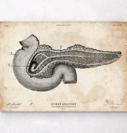 Affiche d'anatomie du pancréas-Codex Anatomicus Outlet