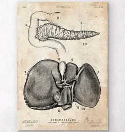 Affiche d'anatomie du pancréas et du foie-Codex Anatomicus Best