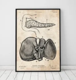 Affiche d'anatomie du pancréas et du foie-Codex Anatomicus Best