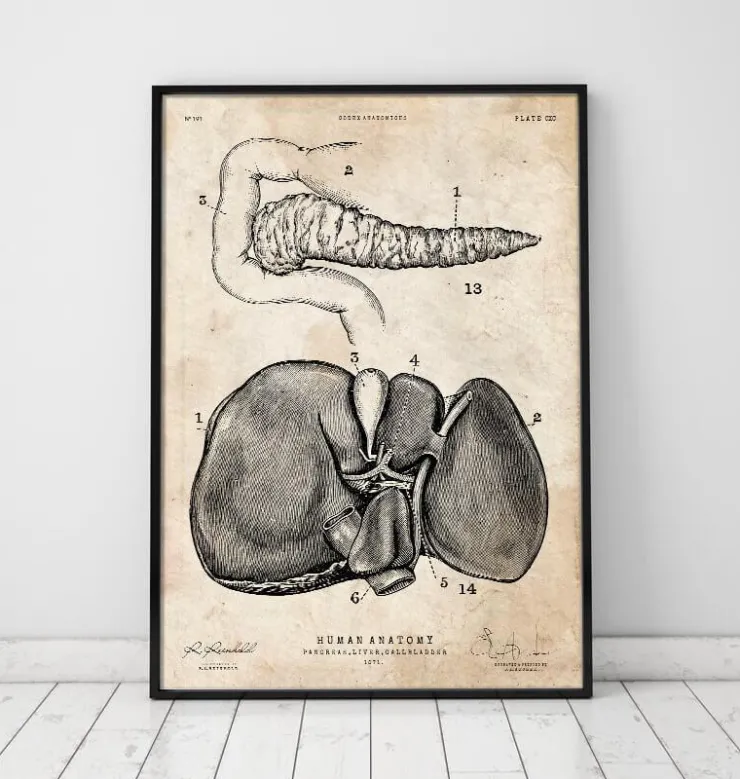 Affiche d'anatomie du pancréas et du foie-Codex Anatomicus Best