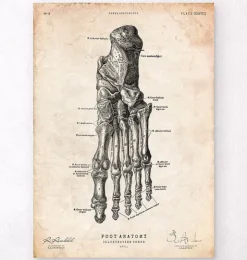 Affiche d'anatomie du pied IV-Codex Anatomicus
