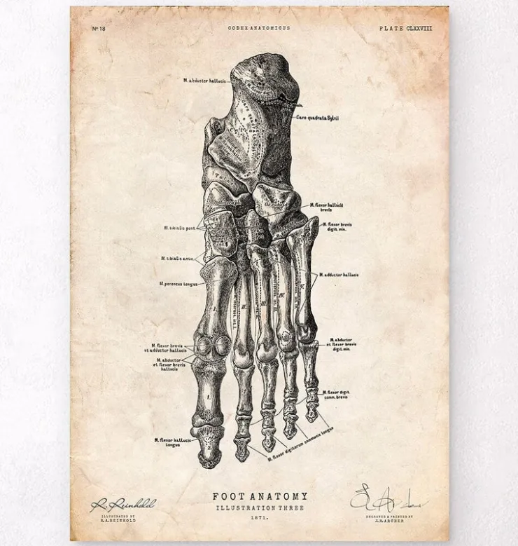 Affiche d'anatomie du pied IV-Codex Anatomicus