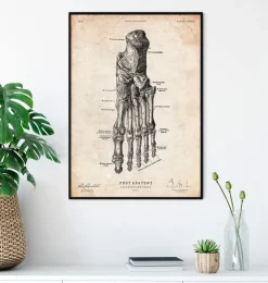 Affiche d'anatomie du pied IV-Codex Anatomicus