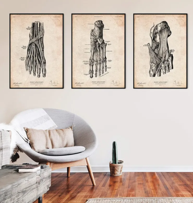 Affiche d'anatomie du pied IV-Codex Anatomicus