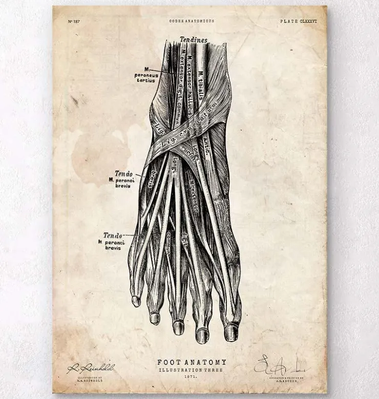 Affiche d'anatomie du pied III-Codex Anatomicus Best