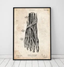 Affiche d'anatomie du pied III-Codex Anatomicus Best