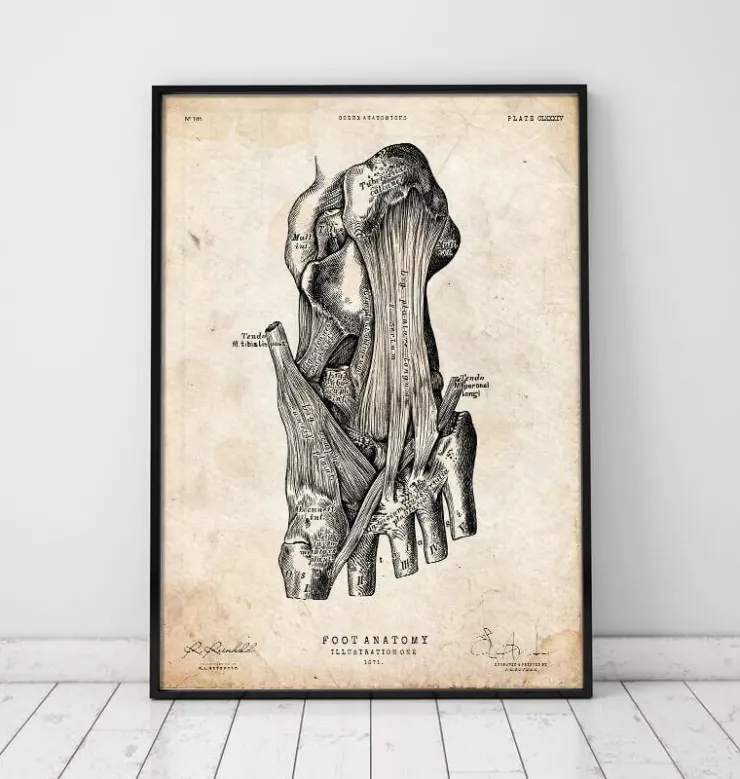 Affiche d'anatomie du pied-Codex Anatomicus Hot