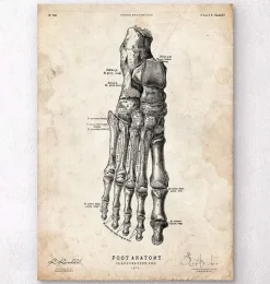 Affiche d'anatomie du pied II-Codex Anatomicus Outlet
