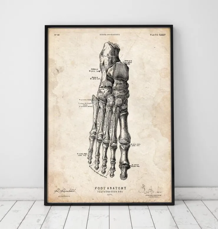 Affiche d'anatomie du pied II-Codex Anatomicus Outlet