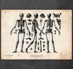 Affiche de squelette humain II-Codex Anatomicus Online