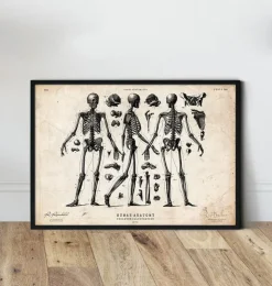 Affiche de squelette humain II-Codex Anatomicus Online