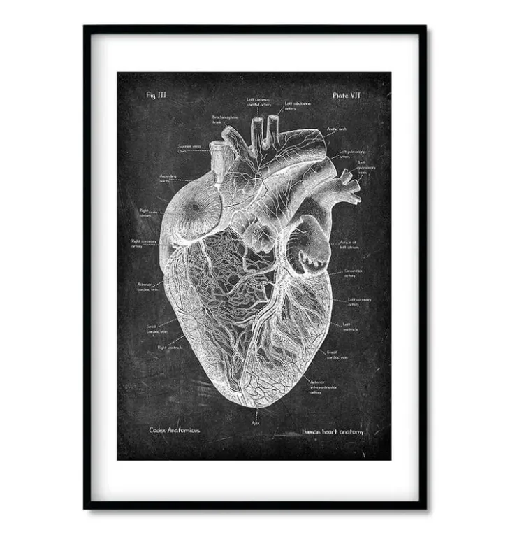Anatomie cardiaque - Chalkboard - Lot de 3-Codex Anatomicus Discount