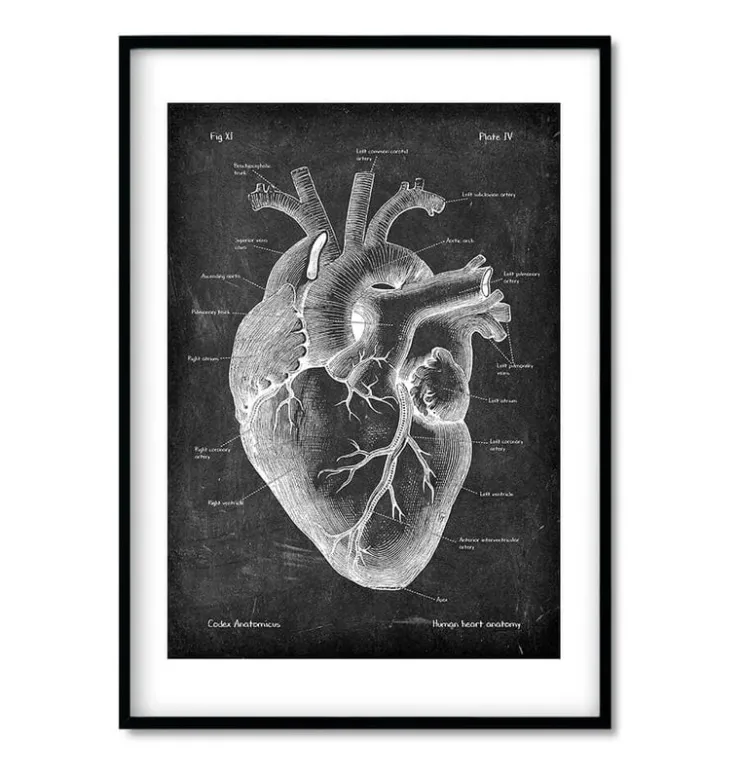 Anatomie cardiaque - Chalkboard - Lot de 3-Codex Anatomicus Discount