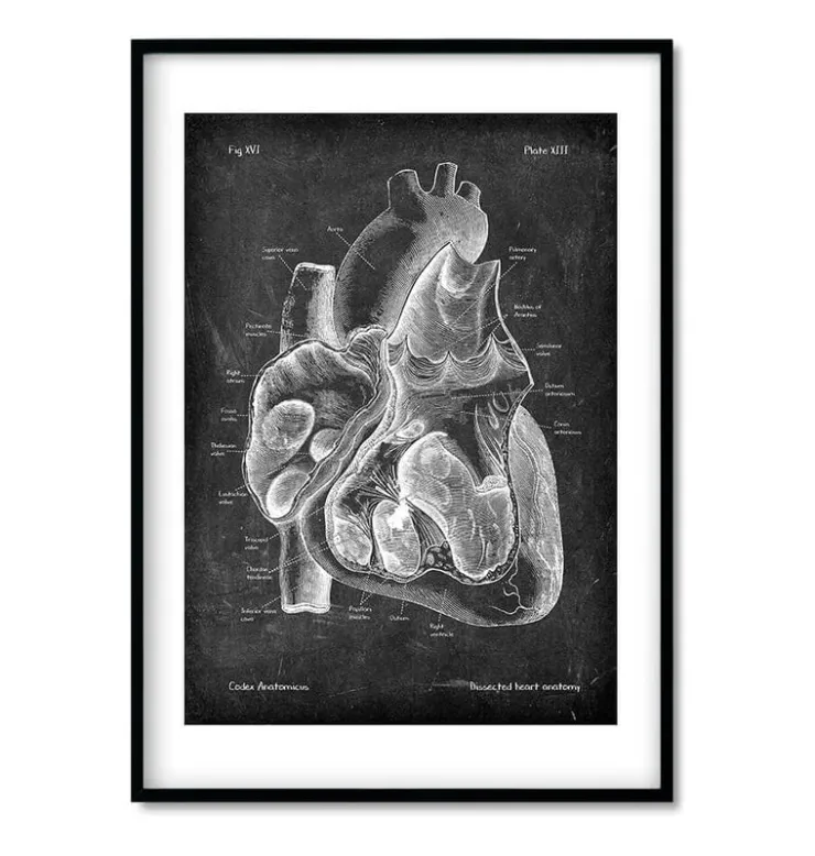 Anatomie cardiaque - Chalkboard - Lot de 3-Codex Anatomicus Discount