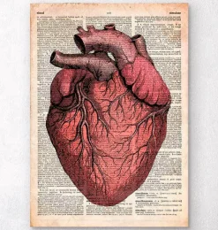 Anatomie cardiaque - Dictionnaire-Codex Anatomicus Hot