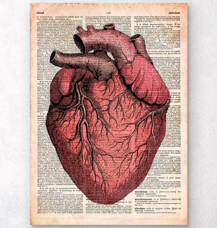 Anatomie cardiaque - Dictionnaire-Codex Anatomicus Hot