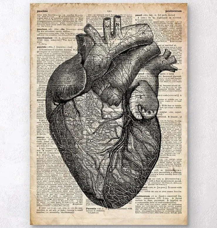 Anatomie cardiaque - Dictionnaire-Codex Anatomicus New