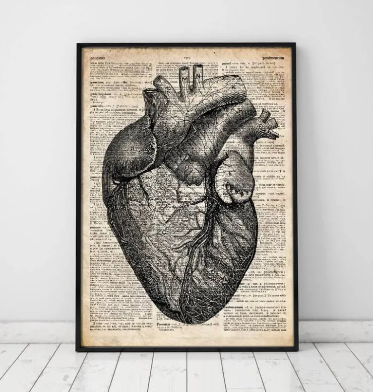 Anatomie cardiaque - Dictionnaire-Codex Anatomicus New