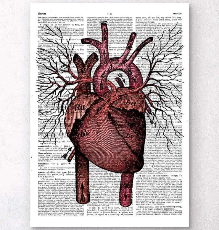 Anatomie cardiaque - Page du dictionnaire-Codex Anatomicus Best