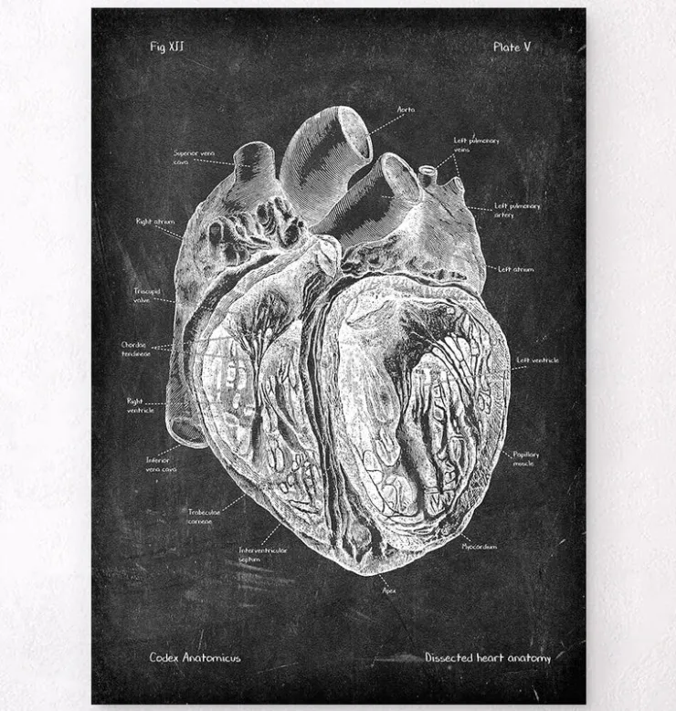 Anatomie cardiaque disséquée - Chalkboard-Codex Anatomicus Outlet