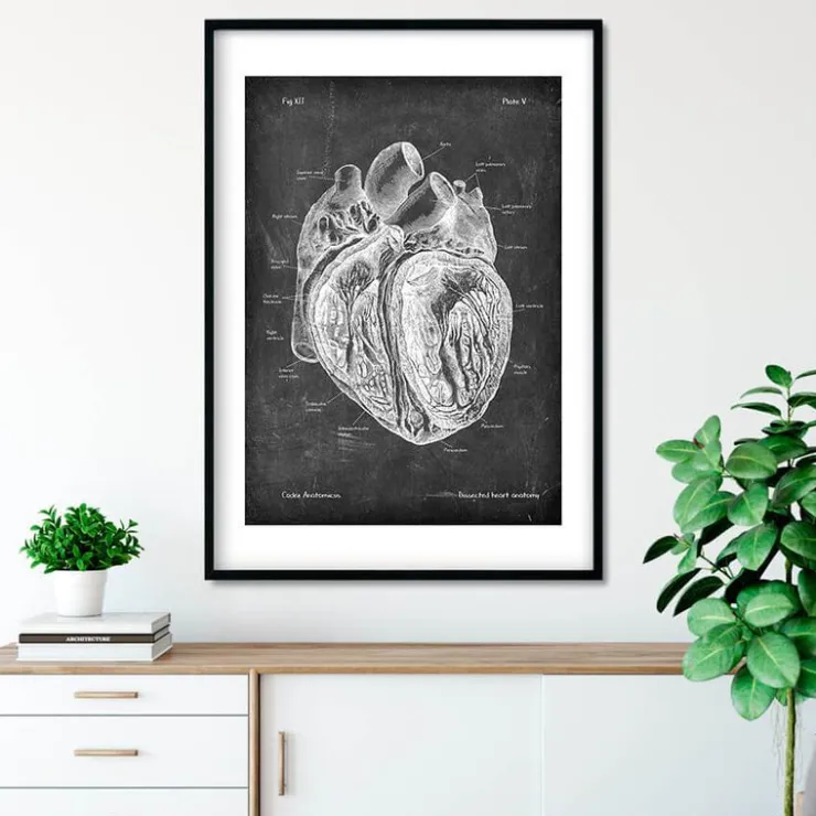 Anatomie cardiaque disséquée - Chalkboard-Codex Anatomicus Outlet