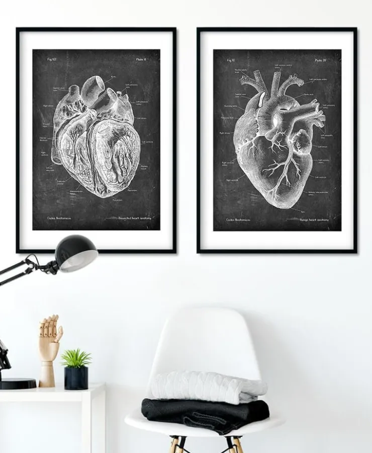 Anatomie cardiaque disséquée - Chalkboard-Codex Anatomicus Outlet