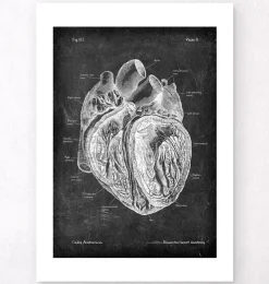 Anatomie cardiaque disséquée - Chalkboard-Codex Anatomicus Outlet