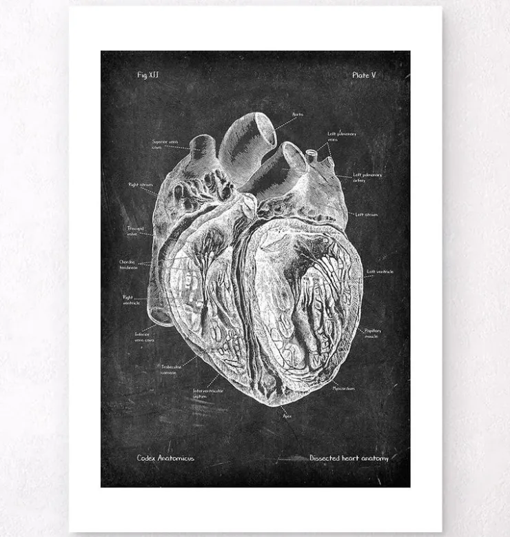Anatomie cardiaque disséquée - Chalkboard-Codex Anatomicus Outlet