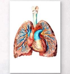 Anatomie cardiaque et pulmonaire II-Codex Anatomicus Online
