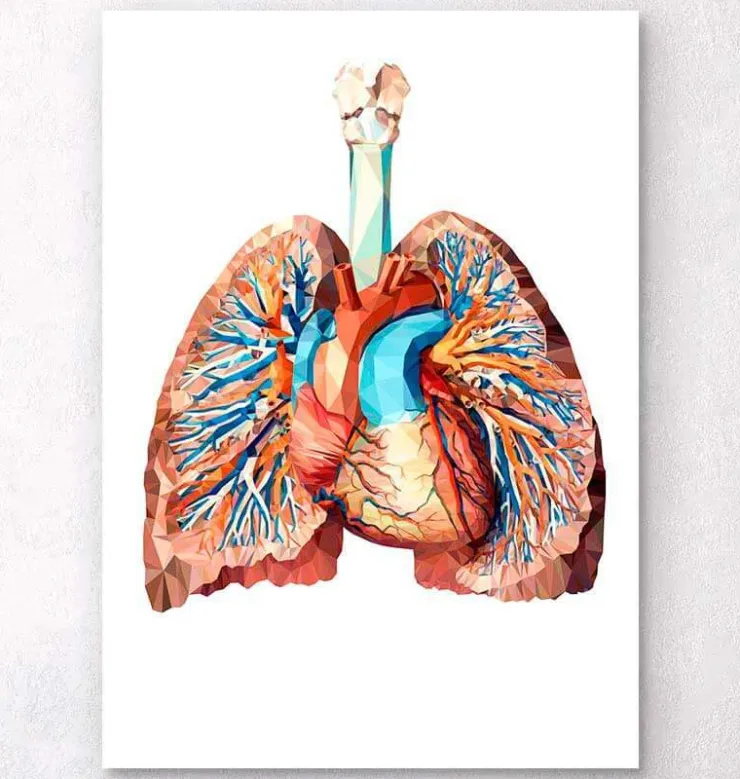 Anatomie cardiaque et pulmonaire II-Codex Anatomicus Online