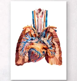Anatomie cardiaque et pulmonaire III-Codex Anatomicus New