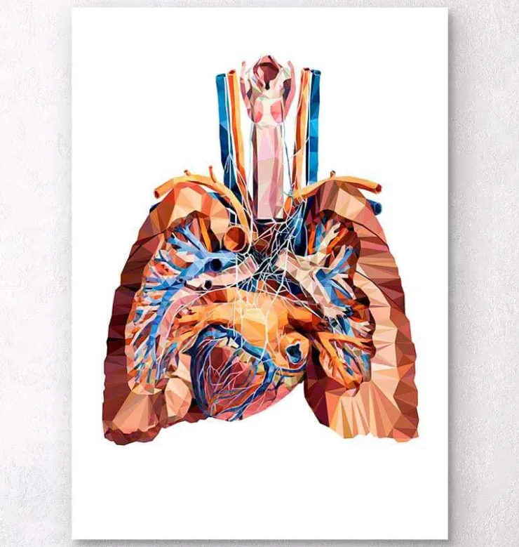 Anatomie cardiaque et pulmonaire III-Codex Anatomicus New