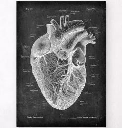 Anatomie cardiaque I - Chalkboard-Codex Anatomicus Online